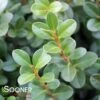 SPRINTER® BOXWOOD -Shrubs Central DETA 3424
