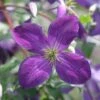 HAPPY JACK® PURPLE CLEMATIS -Shrubs Central DETA 3425
