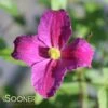JOLLY GOODâ„¢ CLEMATIS 1 JOLLY GOODâ„¢ CLEMATIS -Shrubs Central DETA 3426