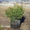 CELTIC PRIDE® SIBERIAN CYPRESS -Shrubs Central DETA 3444