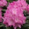 DANDY MAN® PINK RHODODENDRON -Shrubs Central DETA 3446