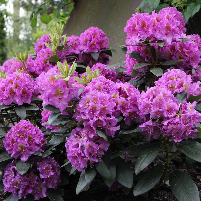 DANDY MAN® PURPLE RHODODENDRON 4 DANDY MAN® PURPLE RHODODENDRON - Image 2