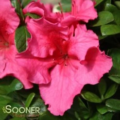 BLOOM-A-THON® HOT PINK AZALEA -Shrubs Central DETA 3448