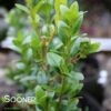 DEE RUNK BOXWOOD -Shrubs Central DETA 3511