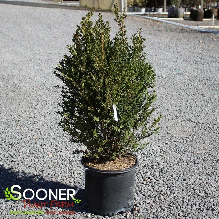 UPTIGHT BOXWOOD 4 UPTIGHT BOXWOOD - Image 2