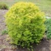 SUNSHINE LIGUSTRUM -Shrubs Central DETA 3560