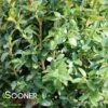 SHADOW SENTRY™ BOXWOOD -Shrubs Central DETA 3562
