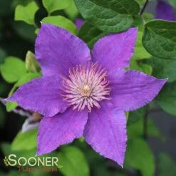 BIJOU™ CLEMATIS 7 BIJOU™ CLEMATIS -Shrubs Central DETA 3563