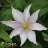 SAMARITAN JOâ„¢ CLEMATIS 1 SAMARITAN JOâ„¢ CLEMATIS -Shrubs Central DETA 3569