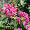 INFINITINI WATERMELON® CRAPEMYRTLE -Shrubs Central DETA 3613