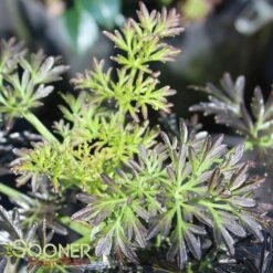 LACED UP® UPRIGHT ELDERBERRY -Shrubs Central DETA 3616