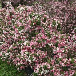 CZECHMARK TRILOGY® WEIGELA -Shrubs Central DETA 3617