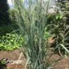 PRAIRIE WINDS® TOTEM POLE SWITCH GRASS -Shrubs Central DETA 3642
