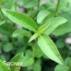 CHEYENNE PRIVET -Shrubs Central DETA 3706
