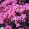 BLACK DIAMOND® SHELL PINK CRAPEMYRTLE -Shrubs Central DETA 3714