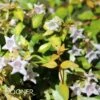 FUNSHINE® ABELIA -Shrubs Central DETA 3730