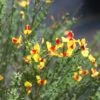 SISTER DISCO® SCOTCH BROOM 1 SISTER DISCO® SCOTCH BROOM -Shrubs Central DETA 3733