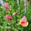 SISTER ROSIE® SCOTCH BROOM -Shrubs Central DETA 3735