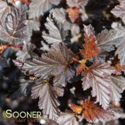 SUMMER WINE® BLACK NINEBARK -Shrubs Central DETA 3743