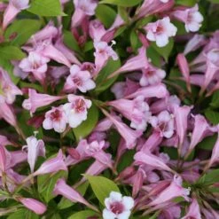 SNIPPET LIME® WEIGELA 7 SNIPPET LIME® WEIGELA -Shrubs Central DETA 3754