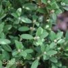 WINTERGREEN KOREAN BOXWOOD -Shrubs Central DETA 3802