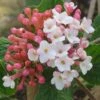 SUGAR 'N SPICE™ VIBURNUM 1 SUGAR 'N SPICE™ VIBURNUM -Shrubs Central DETA 3814