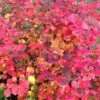 LEGEND OF THE FALL® WITCH ALDER 2 LEGEND OF THE FALL® WITCH ALDER -Shrubs Central DETA 3843