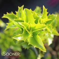 CASTLE KEEP® BLUE HOLLY 7 CASTLE KEEP® BLUE HOLLY -Shrubs Central DETA 3847