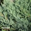 MONTANA MOSS® JUNIPER 1 MONTANA MOSS® JUNIPER -Shrubs Central DETA 3848