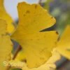 PRINCETON SENTRY® GINKGO -Shrubs Central DETA 3875