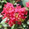 RIKKI TIKKI® ROUGE CRAPEMYRTLE -Shrubs Central DETA 3888