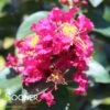 RIKKI TIKKI® PINK CRAPEMYRTLE -Shrubs Central DETA 3889