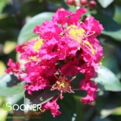 RIKKI TIKKI® PINK CRAPEMYRTLE