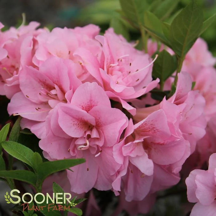 PERFECTO MUNDO® DOUBLE PINK AZALEA 3 PERFECTO MUNDO® DOUBLE PINK AZALEA