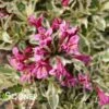 MY MONET PURPLE EFFECT® WEIGELA -Shrubs Central DETA 3893