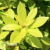 BANANAPPEAL® SMALL ANISE TREE -Shrubs Central DETA 3923