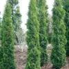 FULL SPEED A HEDGE® THIN MAN® ARBORVITAE 1 FULL SPEED A HEDGE® THIN MAN® ARBORVITAE -Shrubs Central DETA 3934