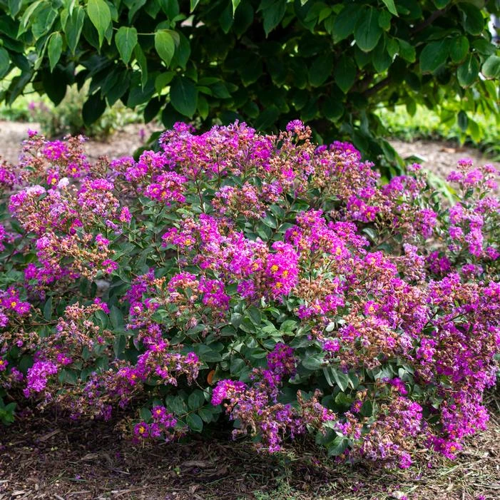 BELLINI® GRAPE CRAPEMYRTLE 3 BELLINI® GRAPE CRAPEMYRTLE