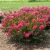 BELLINI® RASPBERRY CRAPEMYRTLE -Shrubs Central DETA 3956