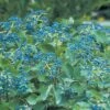 BLUE MUFFIN® VIBURNUM -Shrubs Central DETA 400