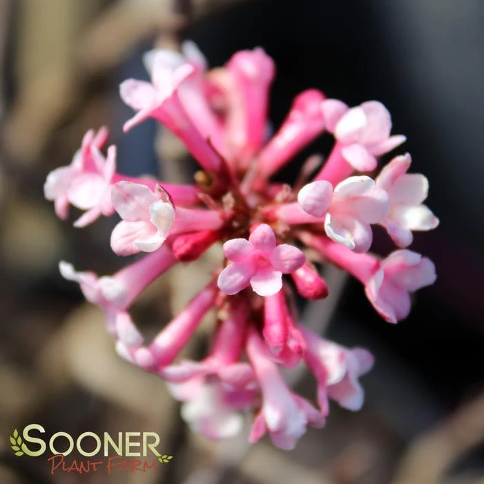 PINK DAWN VIBURNUM 4 PINK DAWN VIBURNUM - Image 2