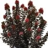 THUNDERSTRUCK™ CORAL BOOM™ CRAPEMYRTLE 1 THUNDERSTRUCK™ CORAL BOOM™ CRAPEMYRTLE -Shrubs Central DETA 4032