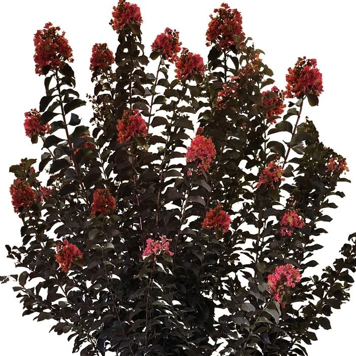 THUNDERSTRUCK™ CORAL BOOM™ CRAPEMYRTLE 3 THUNDERSTRUCK™ CORAL BOOM™ CRAPEMYRTLE