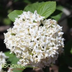 KOREAN SPICE VIBURNUM 7 KOREAN SPICE VIBURNUM -Shrubs Central DETA 404