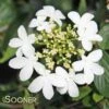 SUMMER SNOWFLAKE DOUBLEFILE VIBURNUM -Shrubs Central DETA 413