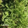 EMERALD GREEN ARBORVITAE -Shrubs Central DETA 417