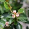 AUTUMN INFERNO® COTONEASTER -Shrubs Central DETA 4181