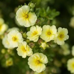 LEMON MERINGUE™ POTENTILLA -Shrubs Central DETA 4198