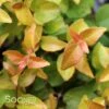 PEACH PERFECTION® ABELIA -Shrubs Central DETA 4222