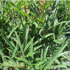 FINE LINE® BUCKTHORN -Shrubs Central DETA 423